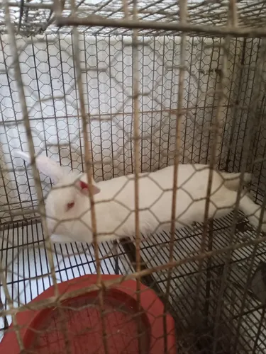 Conejos Mascotas O Para Cria