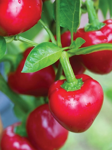 Semillas De Aji Pimiento Calahorra ( Calafyuco)