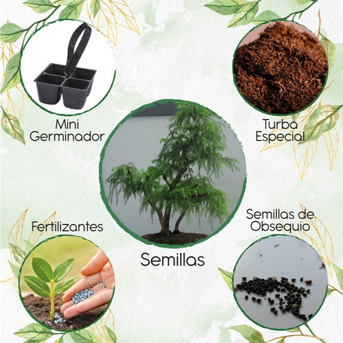 15 Semillas De Bonsái Yopo Negro + Mini Kit De Germinación