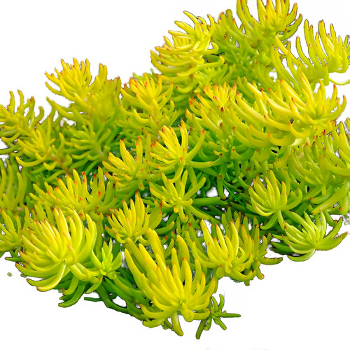 Sedum Rupestre 15 Plantas Maceta N12