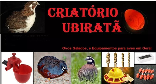 Bebedouro Automático Para Aves, Pintainho, Entre Outros.