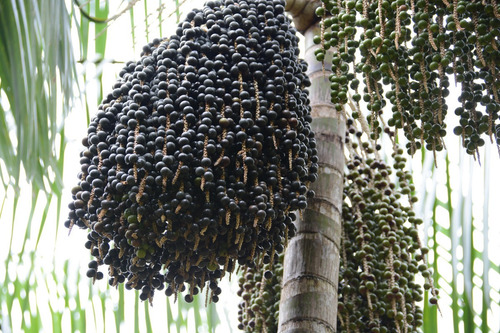 Pulpa Hidratante Para O Cuerpo Ekos Açaí 200ml Natura Vegano Açaí