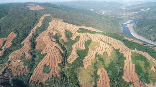 Predio Forestal En Constitución, Regeneración Plan De Manejo