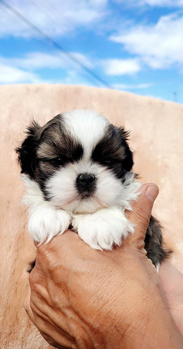 Shitzu Cachorros Macho Y Hembra Tricolor Puros Shih Tzu