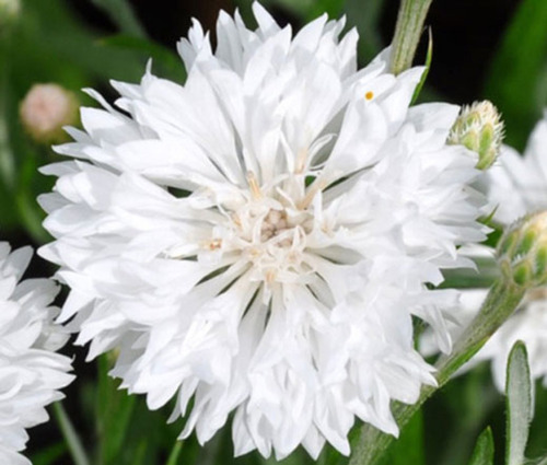 Sementes De Centaurea Branca - Cornflower Flor Comestível