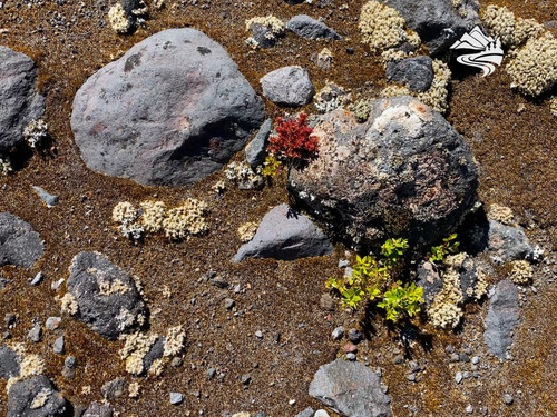 Macrolotes Con Río A 40 Minutos De Puerto Montt