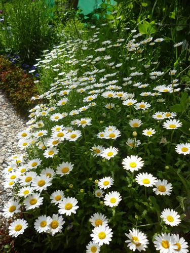 50 Semillas Mini Margarita Rastrera Leucanthemum Paludosum