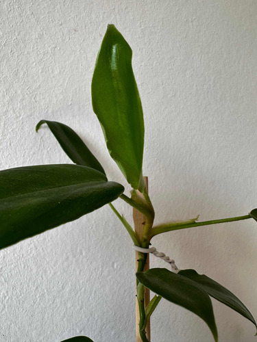 Philodendron Squamiferum Planta Rara Exótica