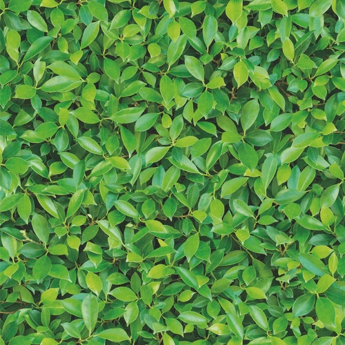 Papeles Muresco Zen Vinilizado Ficus Planta Empapelado Pared