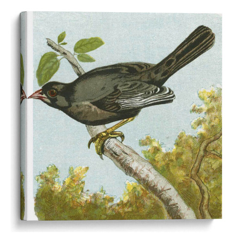 Canvas Lab Cuadro Mini Pájaros Vintage Iv 50x50