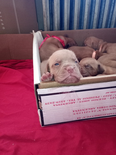 Venta De Cachorros Dogo De Burdeo
