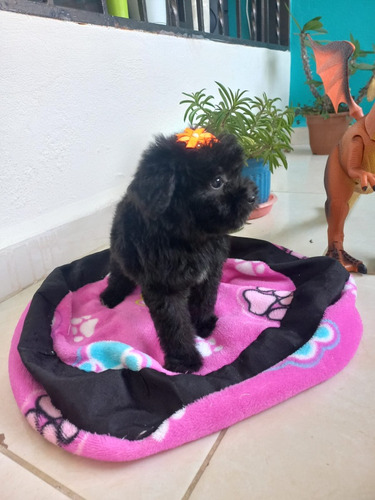 Cachorra French Poodle Negra Manizales Animal Pets Colombia 