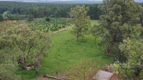 Imagen 2 de 8 de Se Vende Campo De 136 Ha A Tranquera Cerrada En San José, Misiones.