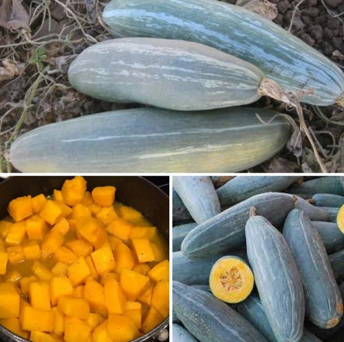 50 Semillas De Calabaza Plátano