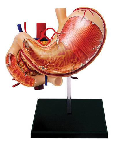 4d Anatomía Humana - Estómago Y Otros Órganos