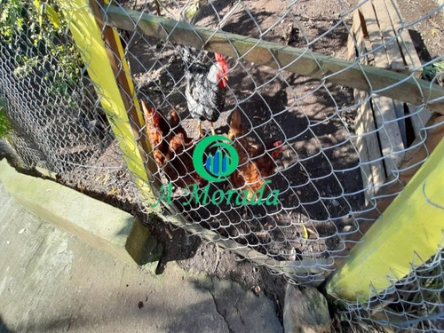 Imagem 14 de 16 de Ótima Casa Com Piscina No Bairro Da Bora Do Campo! - Ca00948 - 70667628