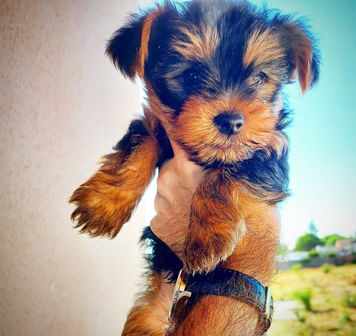 Imagen 2 de 8 de Hermosos Yorky ( Yorkshire ) Mini Para Reservar (leer Mas)