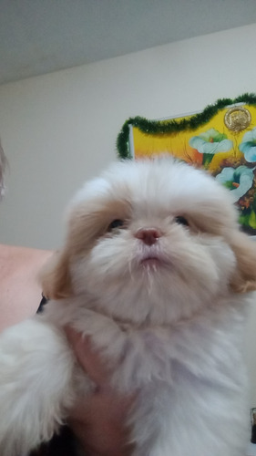 Vende-se Lindos Péts Par Alegrar A Famíli