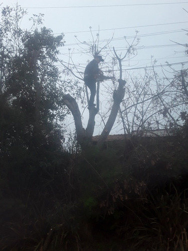 Imagem 3 de 4 de Podas De Árvores