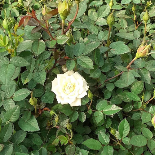 Rosa Rococo, Rosal Arbustivo M14