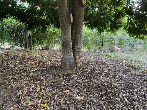 Imagem 3 de 14 de Terreno - Te00022 - 68225325