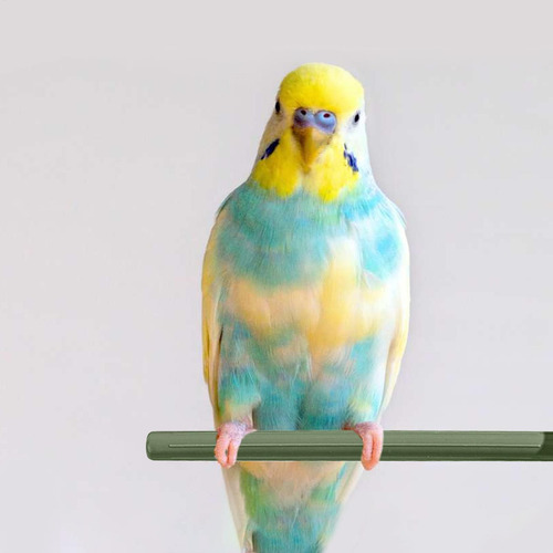 Perchas De Pájaros Soporte De Jaula Para Pájaros De Mascotas