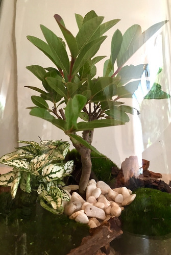 Bonsai Terrario Arbolito A Elegir: Junípero, Ficus O Guayabo