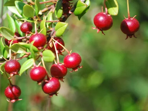Planta De Murta - Murtilla (ugni Molinae) Frutal Nativo!!