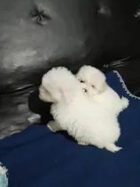 Comprar Bichon Frise Cachorros Seña