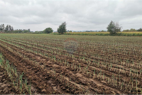 Imagen 8 de 14 de Vendo 1 Hectárea (10.000 Mt2) En Pelarco -talca
