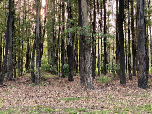 Terreno En Oliveros - Campo Timbo / Hermoso Entorno Natural - Entrega Inmediata