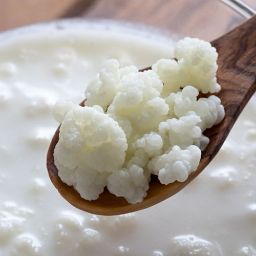 1 Cucharada Búlgaros De Leche Yogurt (Usado)