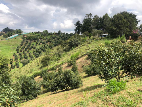 Encantadora Finca Aguacatera En Venta Marinilla