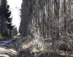 Venta Predio Forestal Curacautín Sin Comisión De Corretaje