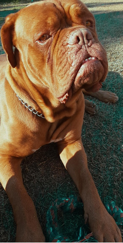 Servicio De Stud Dogo De Burdeos