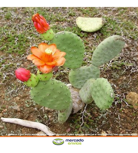 Cactos Quipá Flor Palmatória Tacinga Inamoena 1º Do M. Livre | Parcelamento  sem juros