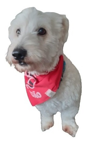Imagem 7 de 7 de Bandana Para Cachorro Flamengo