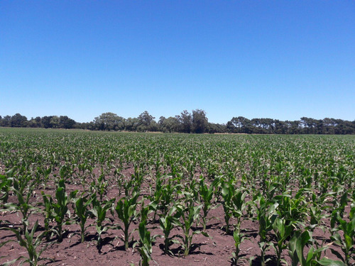 Imagen 4 de 5 de Venta - 5 Hectareas Con Excelente Ubicacion En Mar Del Plata -