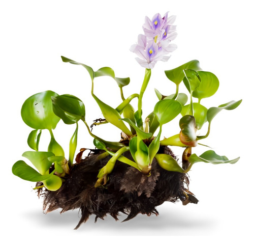 Planta Jacinto De Agua En Casa Cuidados