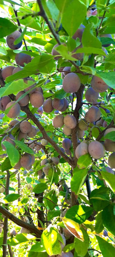 Finca Premium De Ciruelas Dagen Con Infraestructura De Alta Tecnología Cuadro Benegas San Rafael