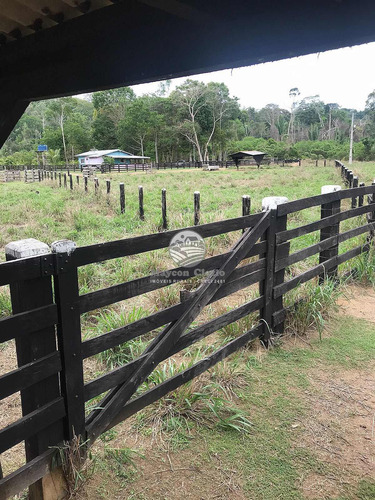 Imagem 6 de 9 de Venda Fazenda Ariquemes Em Rondônia - Fzv238