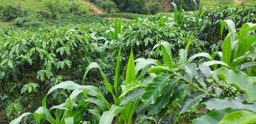 Imagem 4 de 15 de Fazenda, Para Venda Em Carangola/mg - Var1212ale