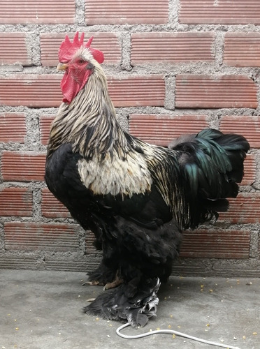 Gallo Cochinchino Gigante