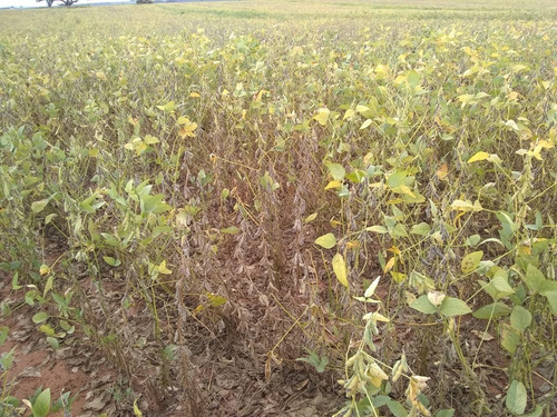 Imagem 12 de 30 de Fazenda 632 Alqueires, Dupla Apetidão, 74% De Aproveitamento, 427 Alqueires Em Lavoura, 40 Alqueires Em Pecuária, Topografia Plana, Casa Sede - Fa00031 - 69832504