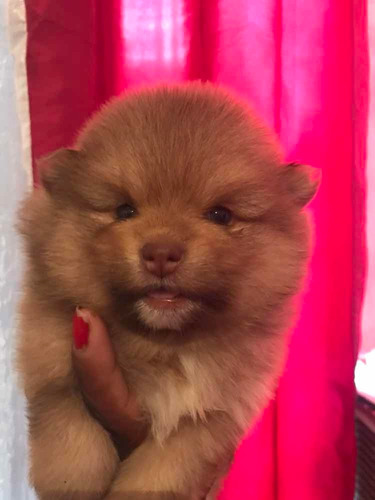Filhote Lulu Pomerânia Macho Lindo