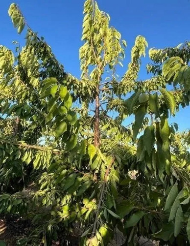 Agrícola En Venta En Bulnes - 44 Hectáreas A 27 Km Chillán