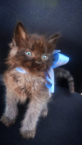 Gatito Persa De Pelo Largo Smoke Brown Ef395mil