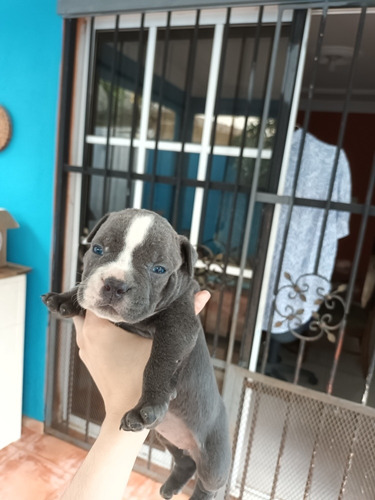 Imagen 4 de 9 de American Bully Pockets Con Pedigree