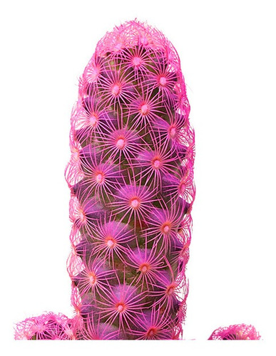 Imagen 2 de 2 de Cactus De Color Fucsia