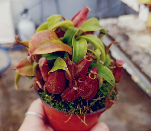 Pinguicula Agnata Más Bloody Mary Y Capensis Red